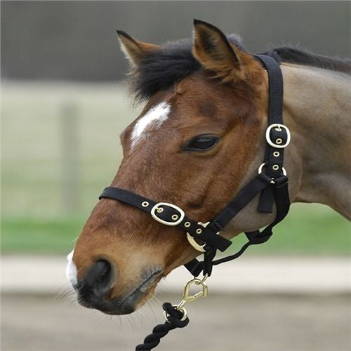 Turfmaster Headcollars- Weanling/ Yearling